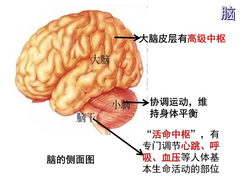 七年级下册人教版生物4.6.2神经系统的组成课件PPT07