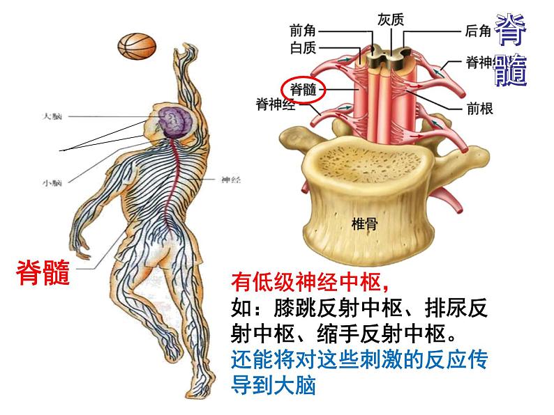 七年级下册人教版生物4.6.2神经系统的组成课件PPT08