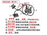 七年级下册人教版生物4.6.3神经调节的基本方式 课时2课件PPT