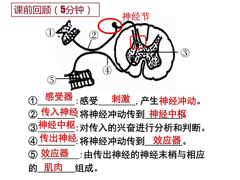 七年级下册人教版生物4.6.3神经调节的基本方式 课时2课件PPT02