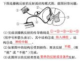 七年级下册人教版生物4.6.4激素调节课件PPT