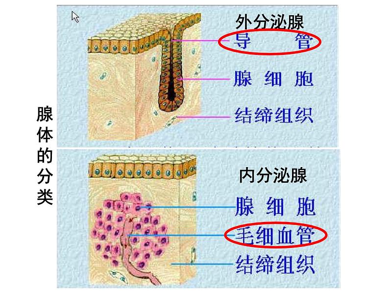 七年级下册人教版生物4.6.4激素调节课件PPT第5页