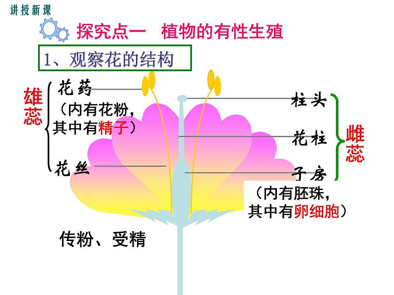 7.1.1植物的生殖课件PPT03