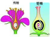 7.1.1植物的生殖课件PPT