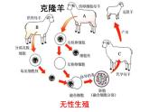 7.1.2昆虫的生殖和发育课件PPT