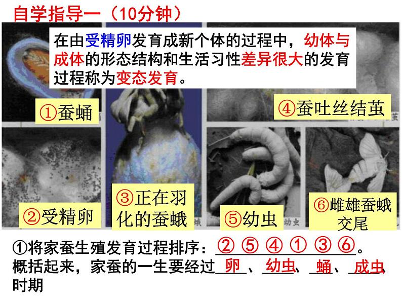 7.1.2昆虫的生殖和发育课件PPT07