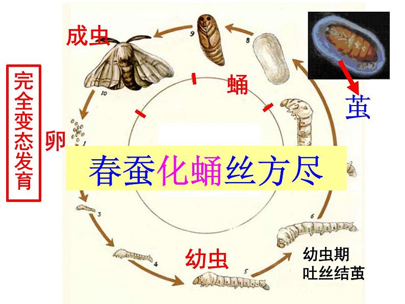 7.1.2昆虫的生殖和发育课件PPT08