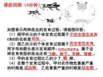 人教版 (新课标)八年级下册第三节 两栖动物的生殖和发育课文内容ppt课件