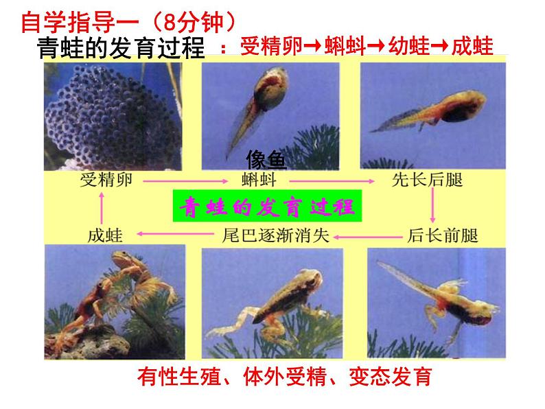 7.1.3两栖动物的生殖和发育课件PPT06