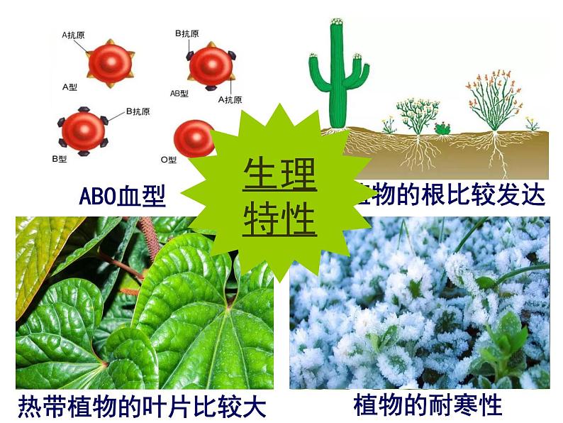 7.2.1基因控制生物的性状课件PPT06