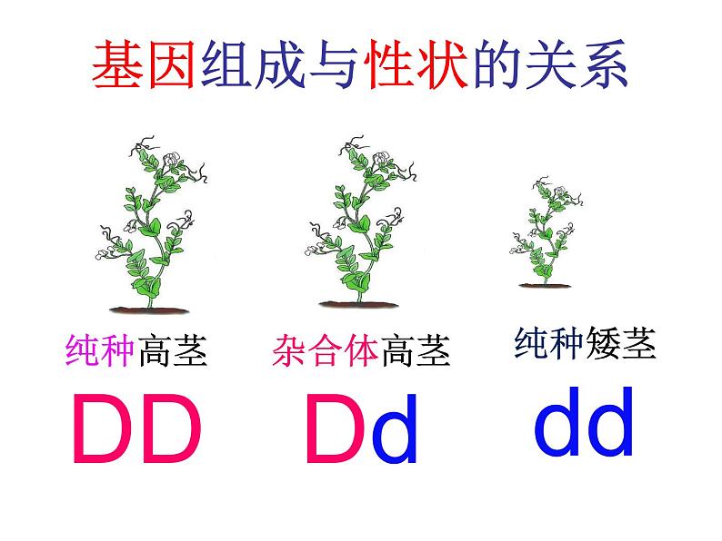 7.2.3基因的显性和隐性 课时1课件PPT06