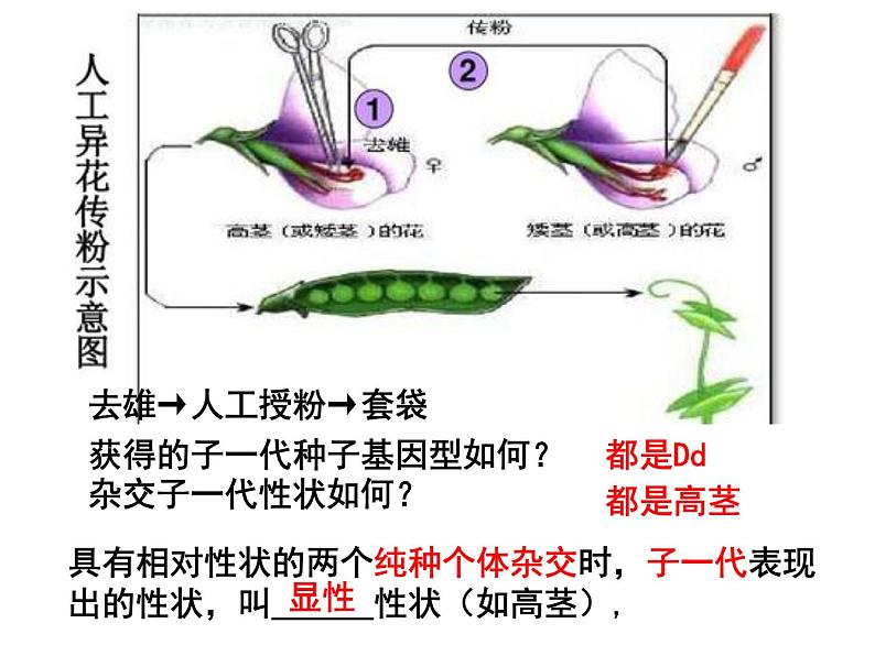 7.2.3基因的显性和隐性 课时1课件PPT08