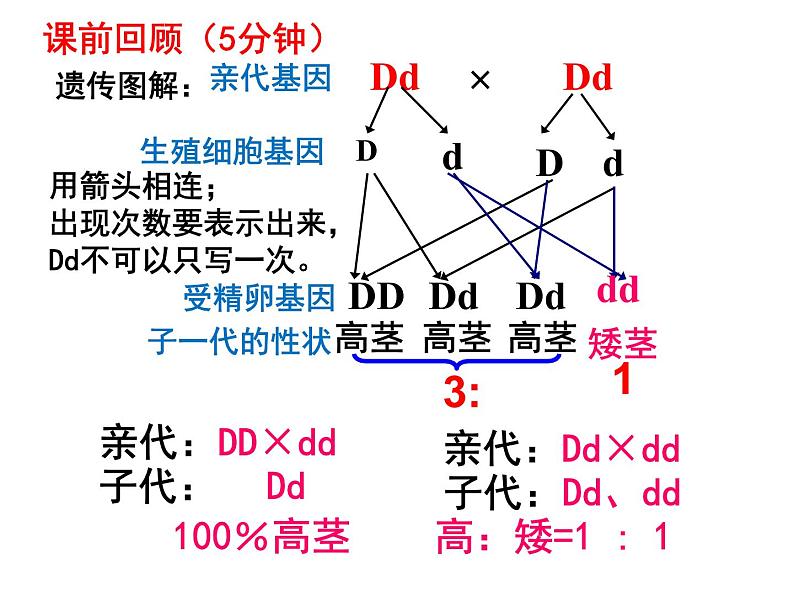 7.2.3基因的显性和隐性 课时2课件PPT02