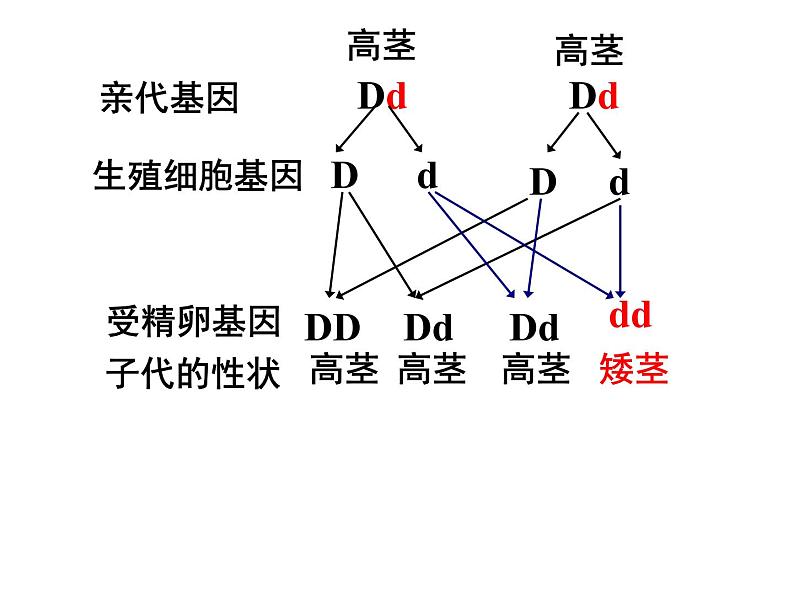 7.2.3基因的显性和隐性 课时2课件PPT03