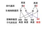 7.2.3基因的显性和隐性 课时2课件PPT