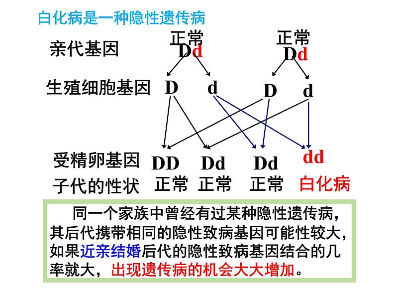 7.2.3基因的显性和隐性 课时2课件PPT04