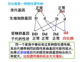 7.2.3基因的显性和隐性 课时2课件PPT