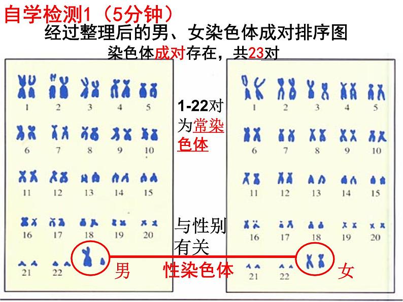 7.2.4人的性别遗传课件PPT05