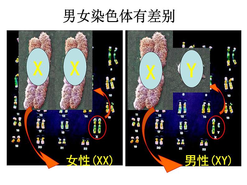 7.2.4人的性别遗传课件PPT06