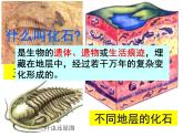 7.3.2生物进化的历程课件PPT