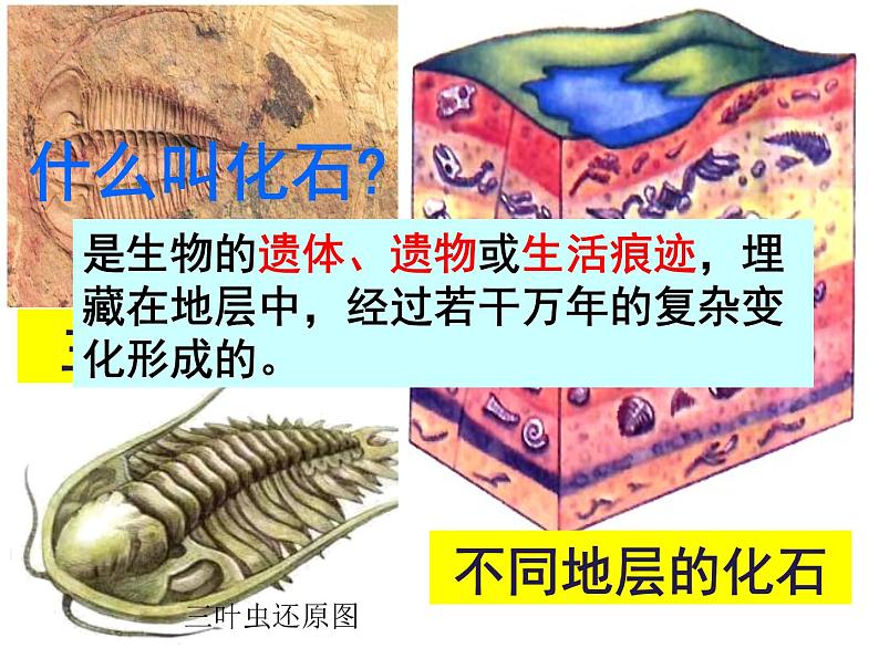 7.3.2生物进化的历程课件PPT第5页