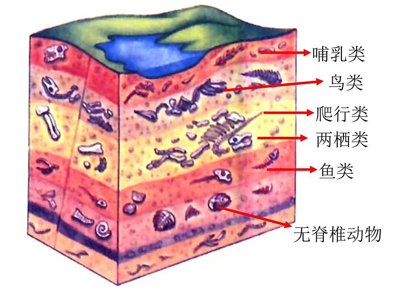 7.3.2生物进化的历程课件PPT第6页