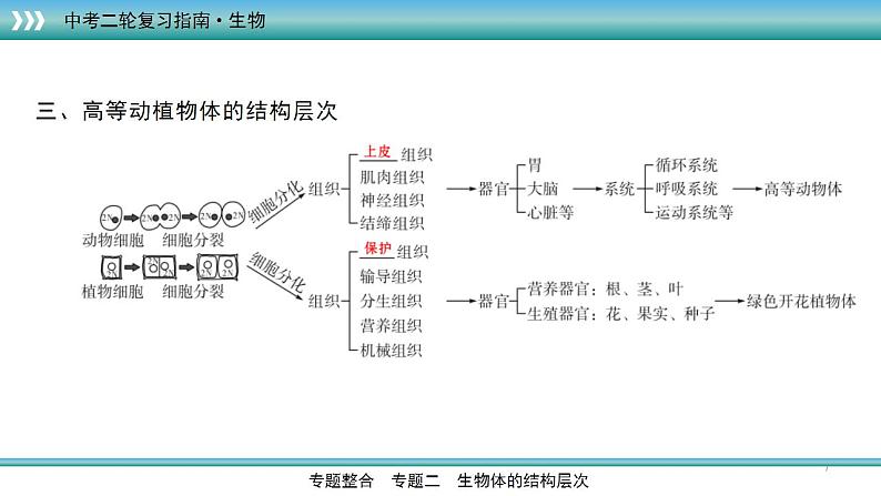 中考生物二轮精准高效复习课件专题03生物体的结构层次 (含答案)第7页