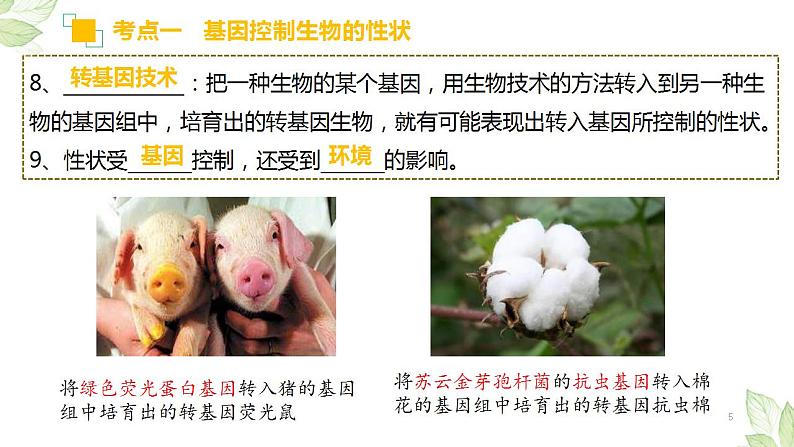 中考生物一轮复习精讲与习题精炼课件专题20 生物的遗传和变异(含答案)05