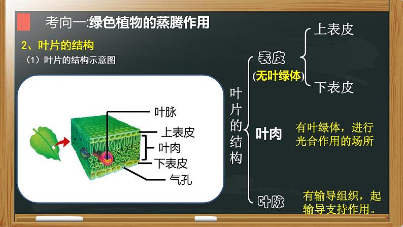 中考生物一轮复习核心考点复习精品课件专题04 植物的蒸腾作用、光合作用和呼吸作用 (含答案)07