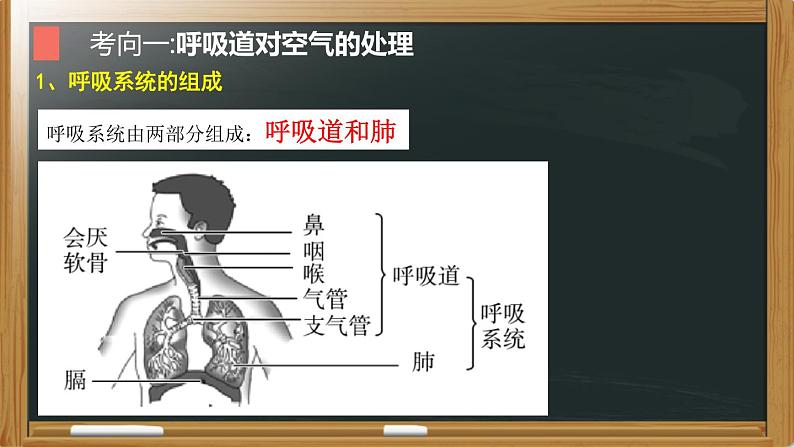 中考生物一轮复习核心考点复习精品课件专题07 人体的呼吸 (含答案)第5页