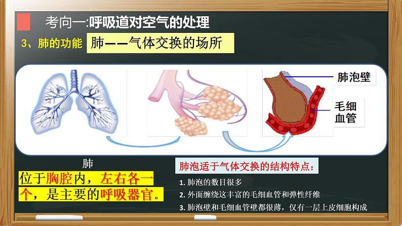 中考生物一轮复习核心考点复习精品课件专题07 人体的呼吸 (含答案)第7页