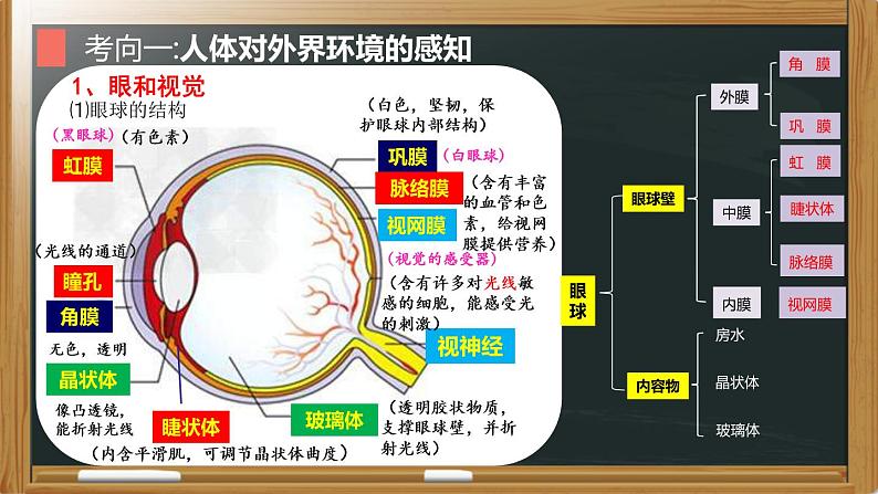 中考生物一轮复习核心考点复习精品课件专题09 人体生命活动的调节 (含答案)05