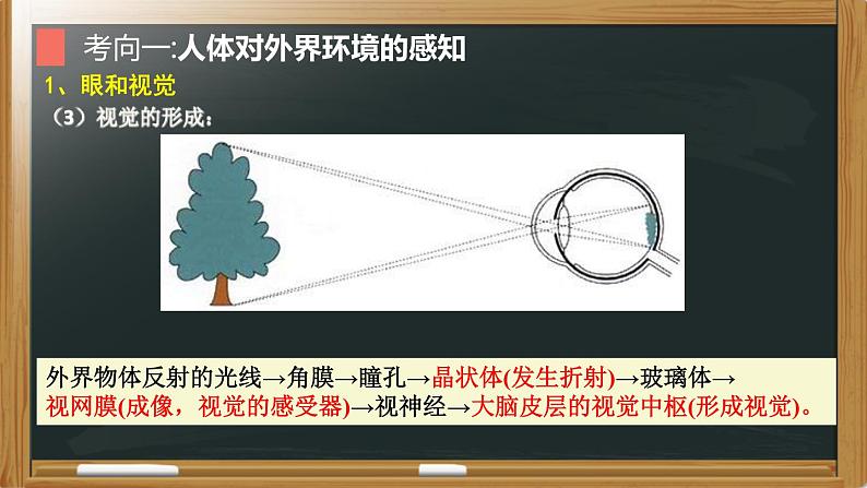 中考生物一轮复习核心考点复习精品课件专题09 人体生命活动的调节 (含答案)07