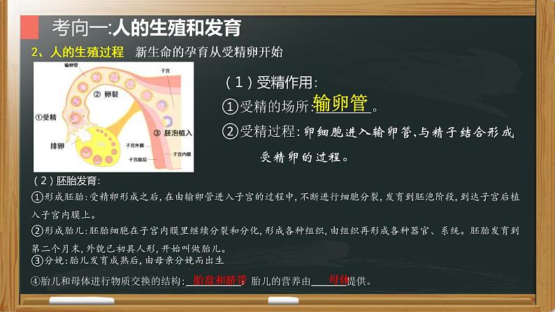 中考生物一轮复习核心考点复习精品课件专题11 生物的生殖和发育 (含答案)06