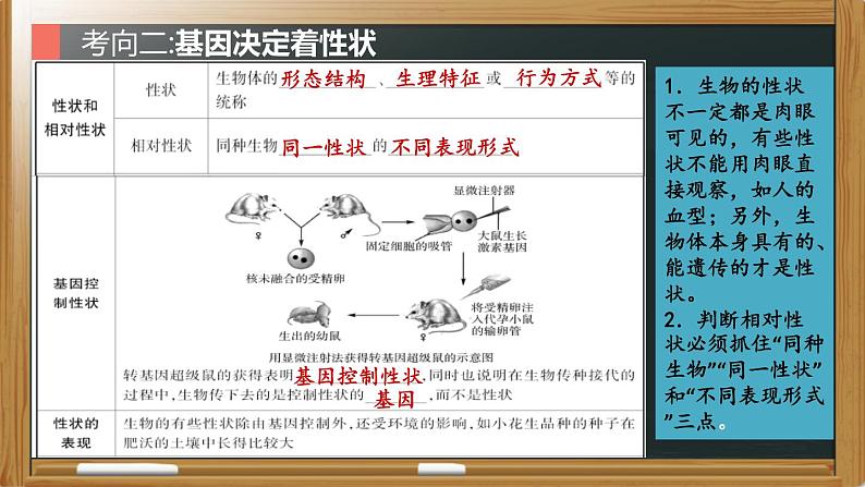 中考生物一轮复习核心考点复习精品课件专题12 生物的遗传和变异 (含答案)07