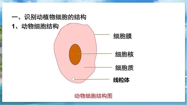 七下生物（苏科版）8.1 生物体的基本结构 第2课时 PPT课件+教案06