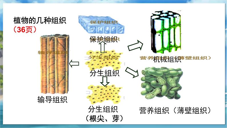 教学同步课件七下生物（苏科版）9.1 植物体的组成 第2课时第3页