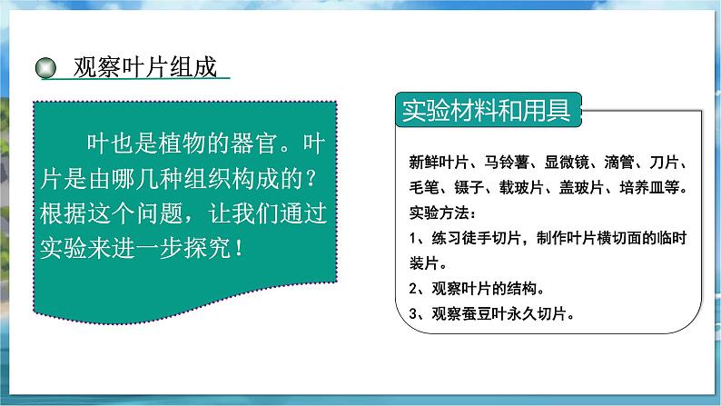 教学同步课件七下生物（苏科版）9.1 植物体的组成 第2课时第7页