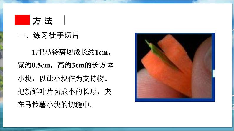 教学同步课件七下生物（苏科版）9.1 植物体的组成 第2课时第8页