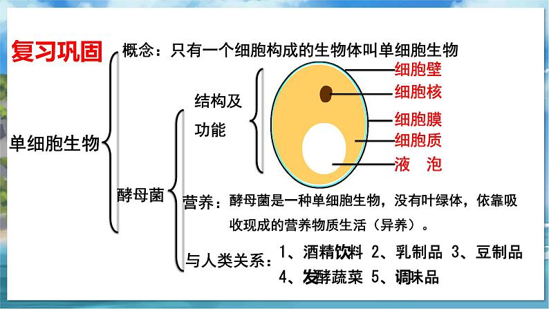 七下生物（苏科版）9.3 单细胞的生物体 PPT课件+教案02