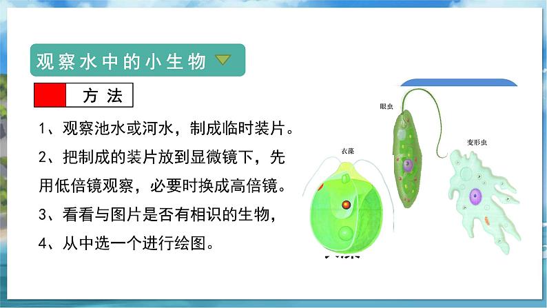 七下生物（苏科版）9.3 单细胞的生物体 PPT课件+教案04