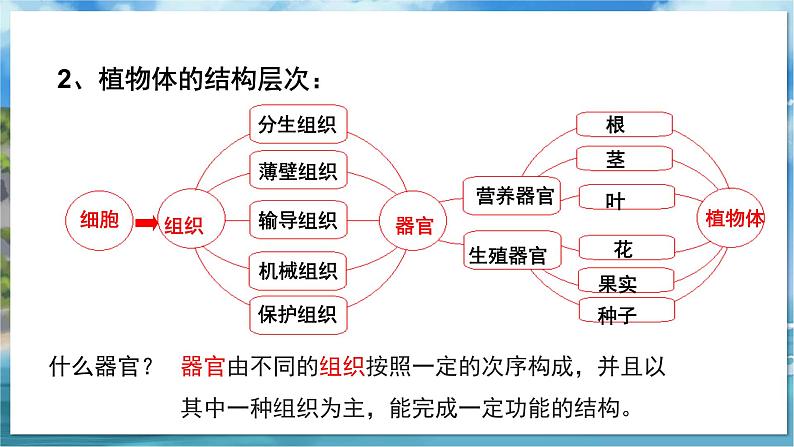 七下生物（苏科版）9.3 单细胞的生物体 PPT课件+教案03