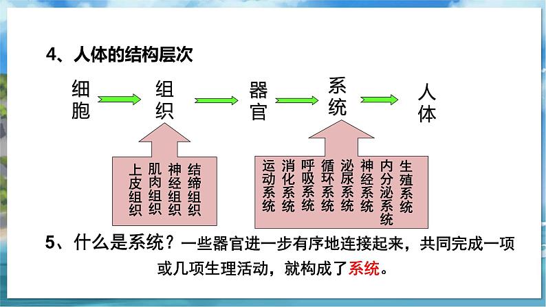 七下生物（苏科版）9.3 单细胞的生物体 PPT课件+教案05