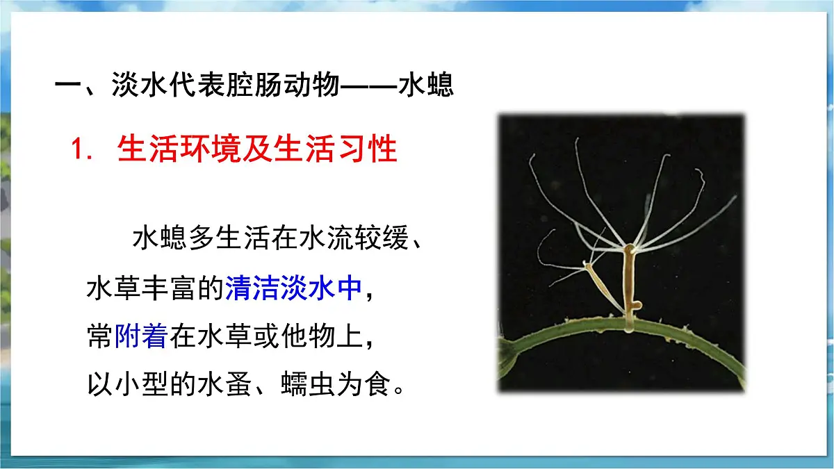 教学同步课件七下生物（苏科版）10.1 水中的动物 第1课时第7页