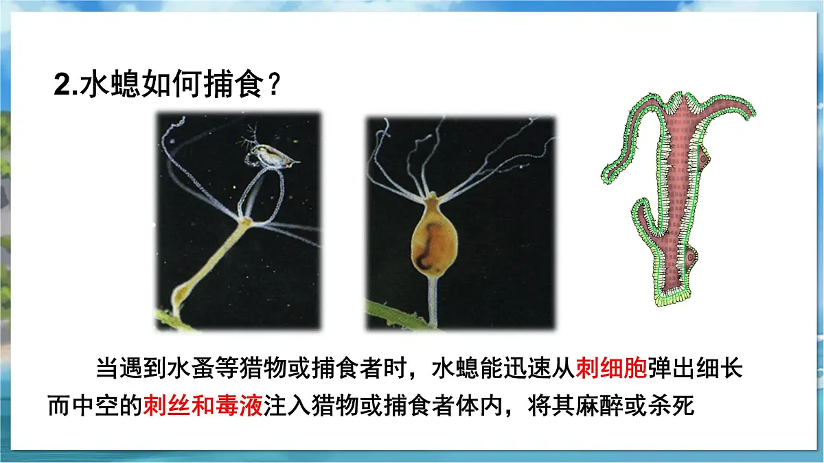 教学同步课件七下生物（苏科版）10.1 水中的动物 第1课时第8页