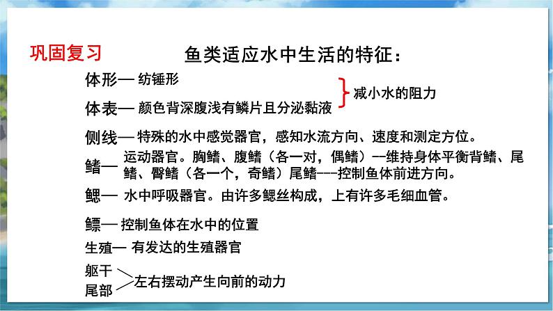 七下生物（苏科版）10.1 水中的动物 第3课时 PPT课件+教案02