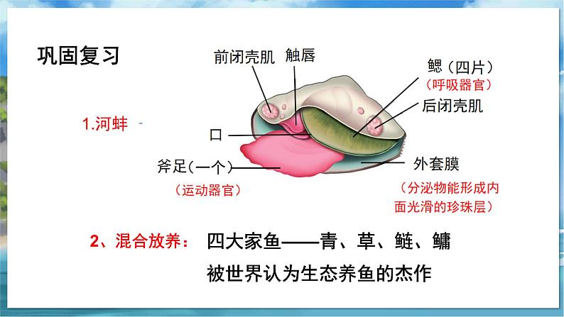 教学同步课件七下生物（苏科版）10.2 水中的藻类植物第2页