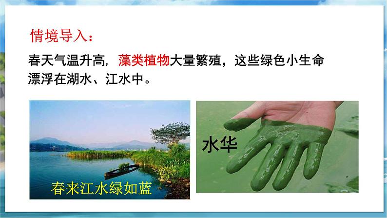 教学同步课件七下生物（苏科版）10.2 水中的藻类植物第5页