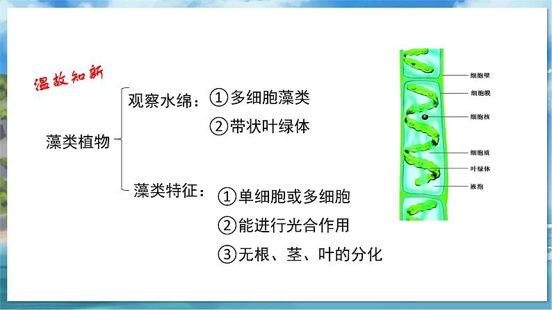 七下生物（苏科版）11.1 地面上的植物 第1课时 PPT课件+教案02