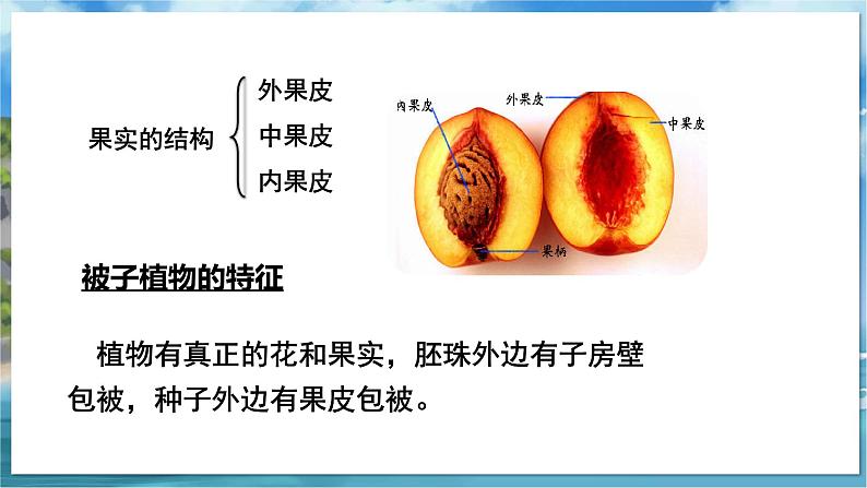教学同步课件七下生物（苏科版）11.1 地面上的植物 第2课时第3页